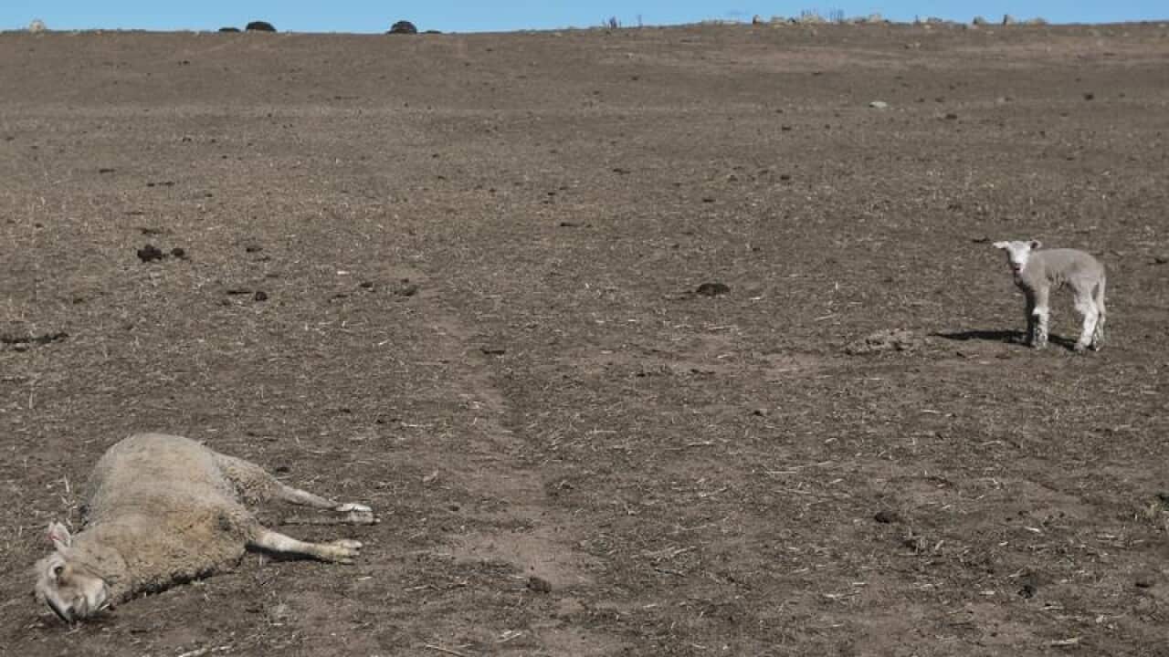 A lamb and its dead mother on a farm in NSW