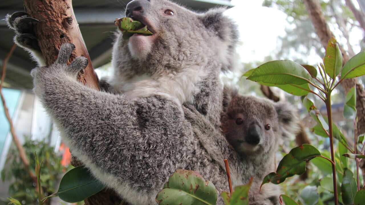 Male joey named Bardin, with its mother, River, at Taronga Zoo, Sydney.