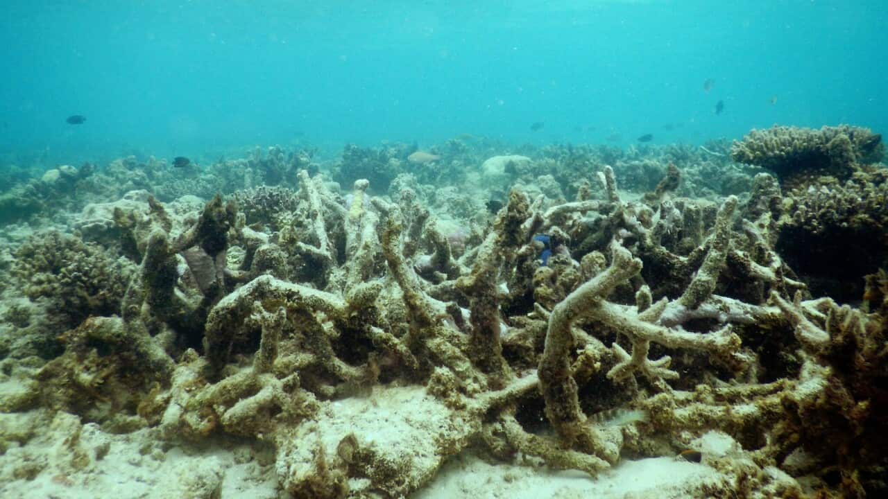 Das GBR bei Lizard Island schon im Jahr 2000