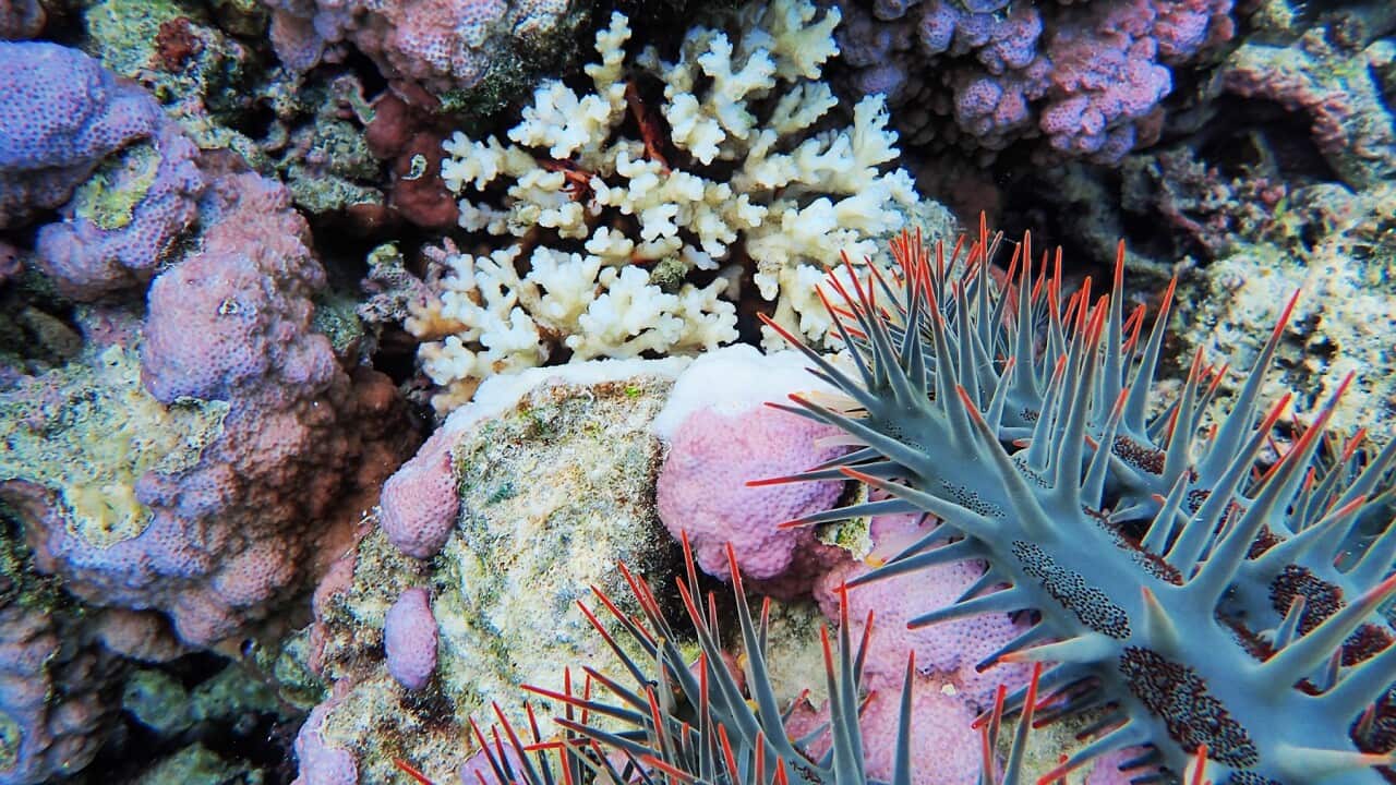 Adult Crown of Thorns star fish advances on coral (Supplied-Maria Byrne et al).jpg