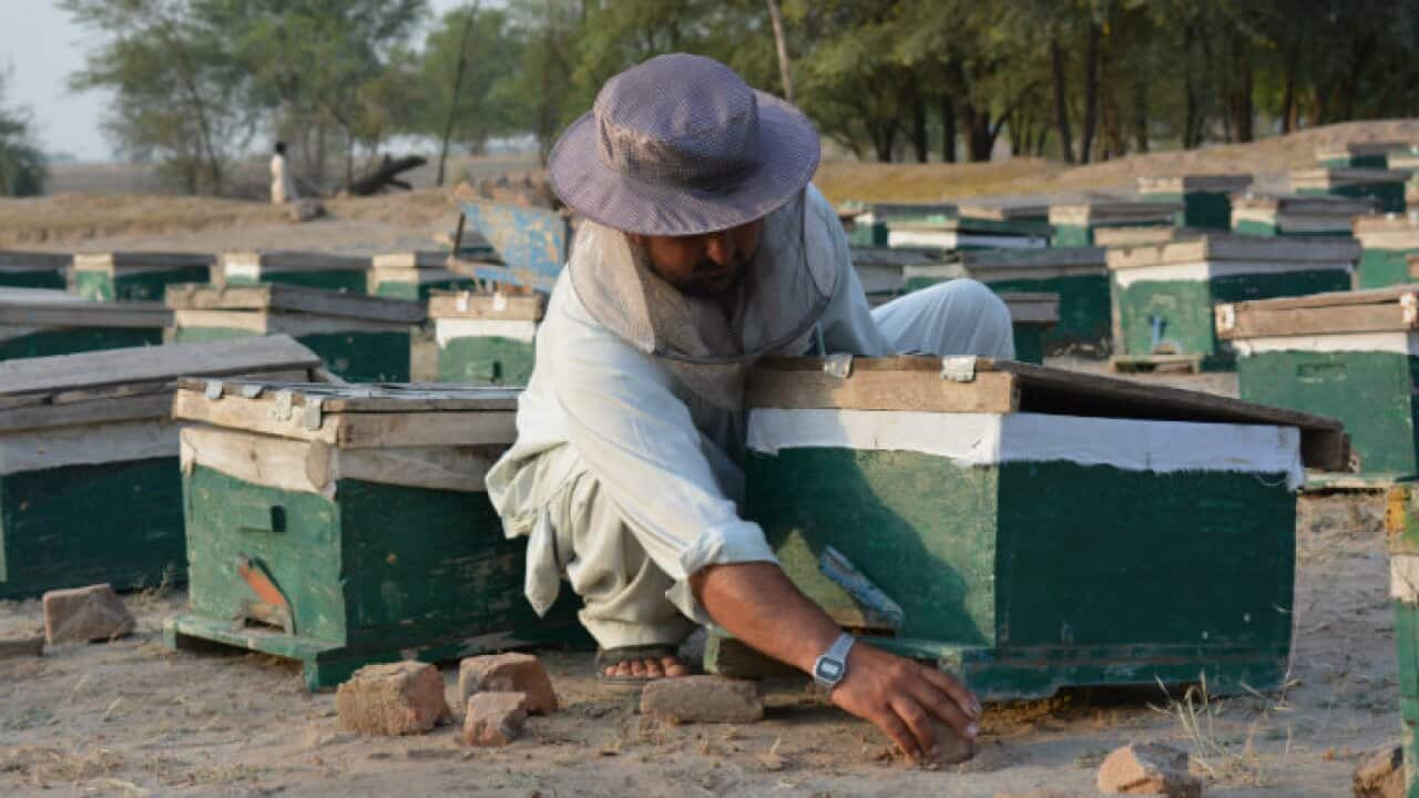 Honey maker in KPK, Pakistan