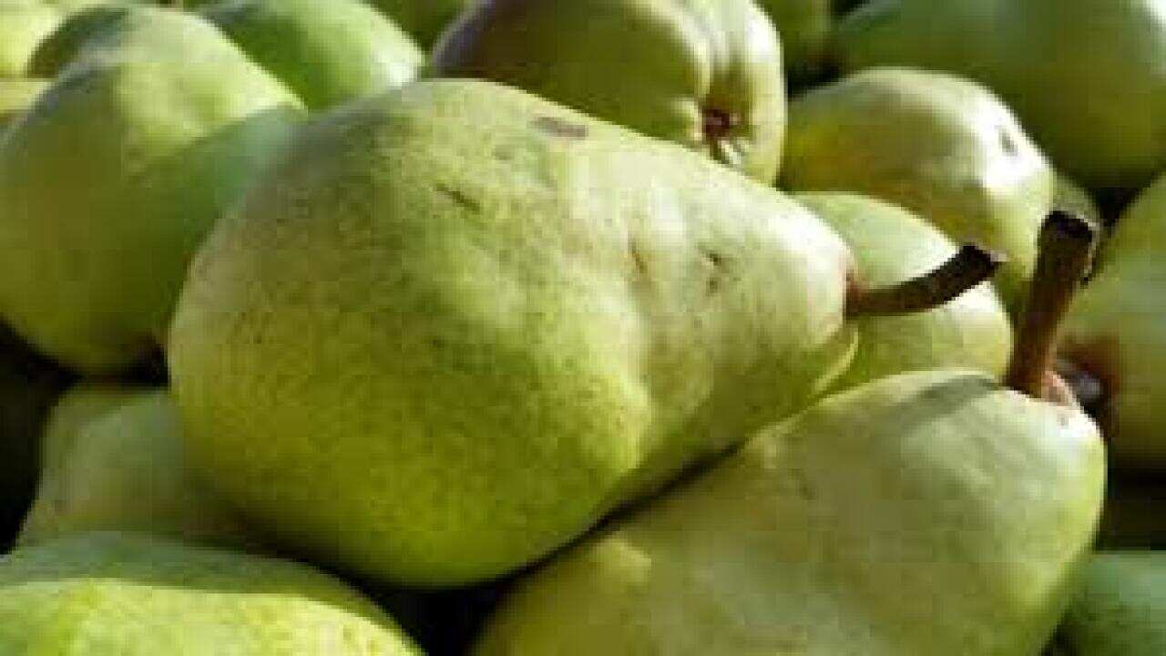 needle in pear