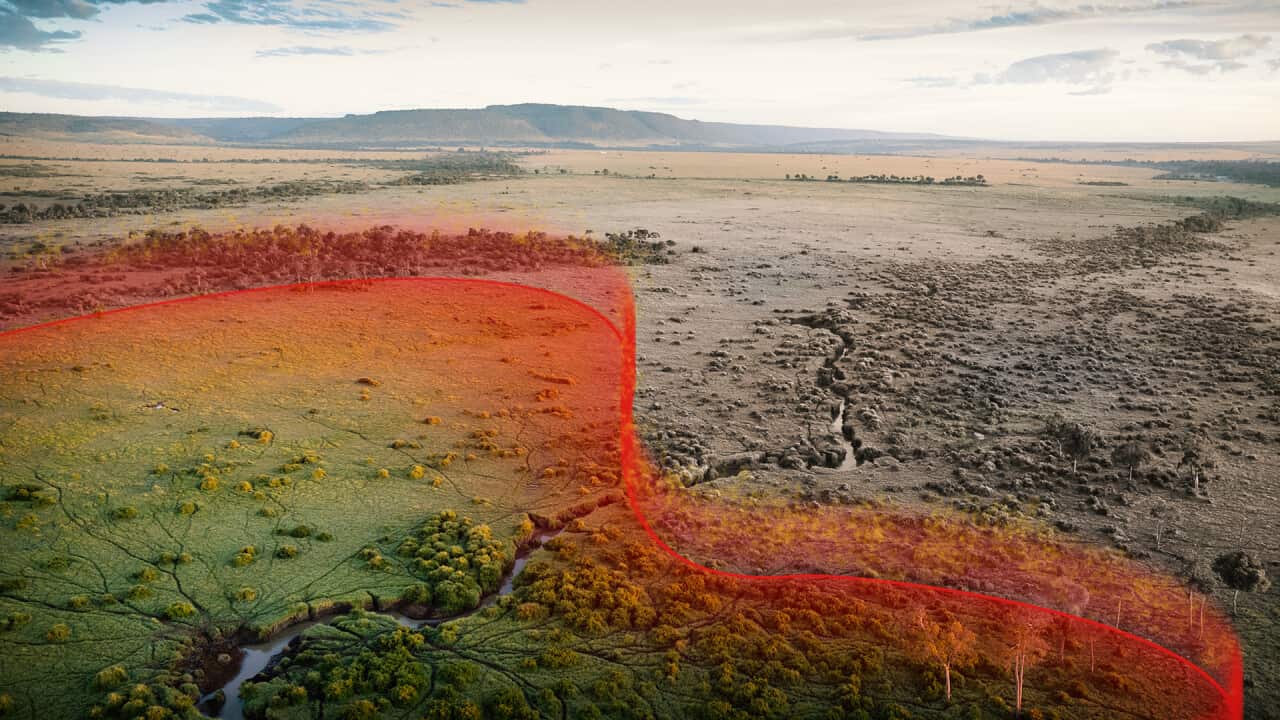 An image of a forest and grassland landscape showing one half green and the other grey, divided by a red line.