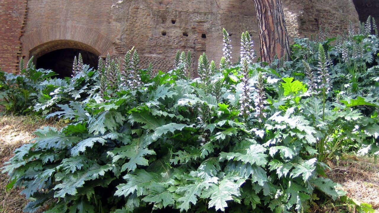 塔州天使花是澳洲原生植物