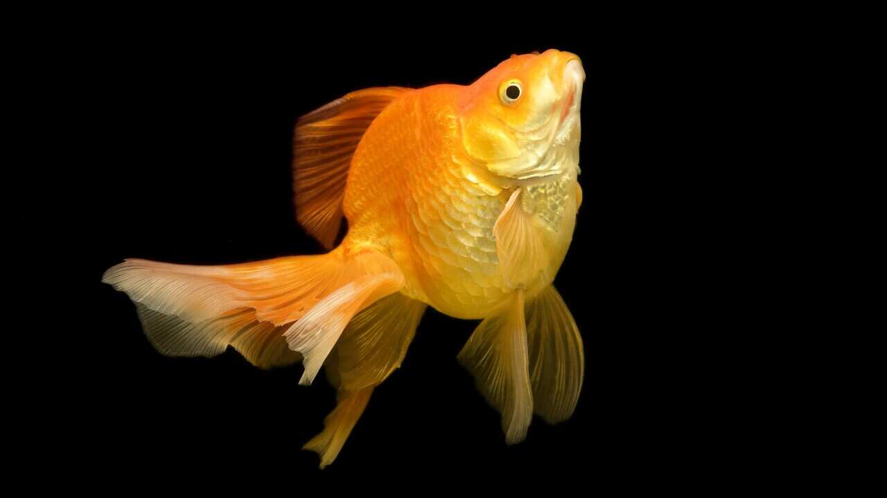 goldfish_aap.jpg
