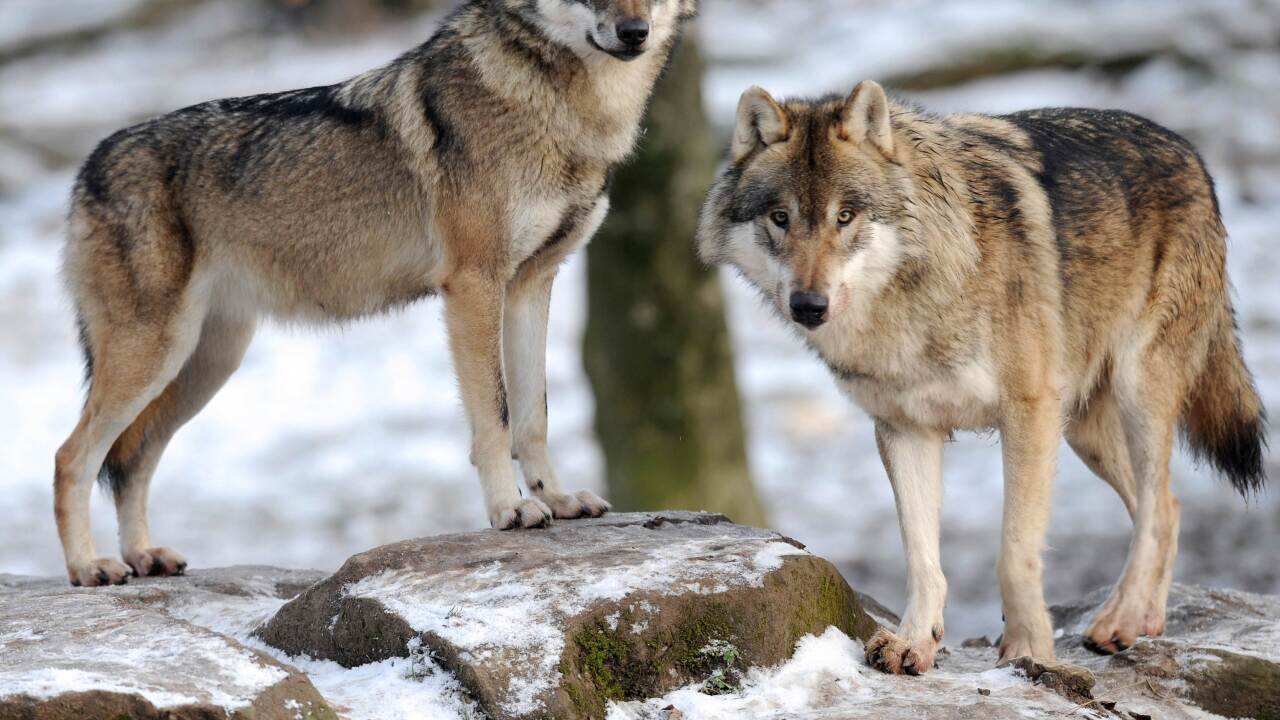 European grey wolves are pictured in the animal park of Sainte-Croix, in Rhodes, eastern France (File: AAP) 