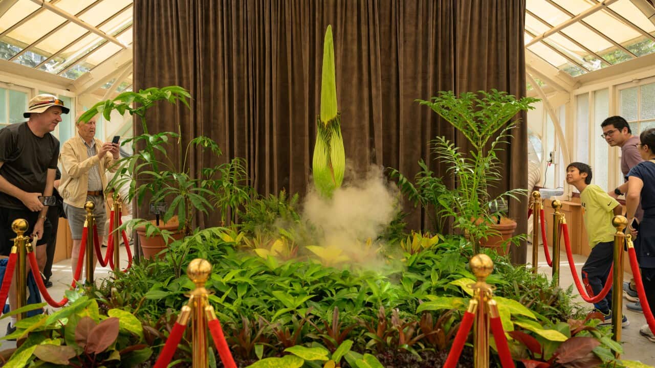 A large flower behind a red rope with people walking around it.