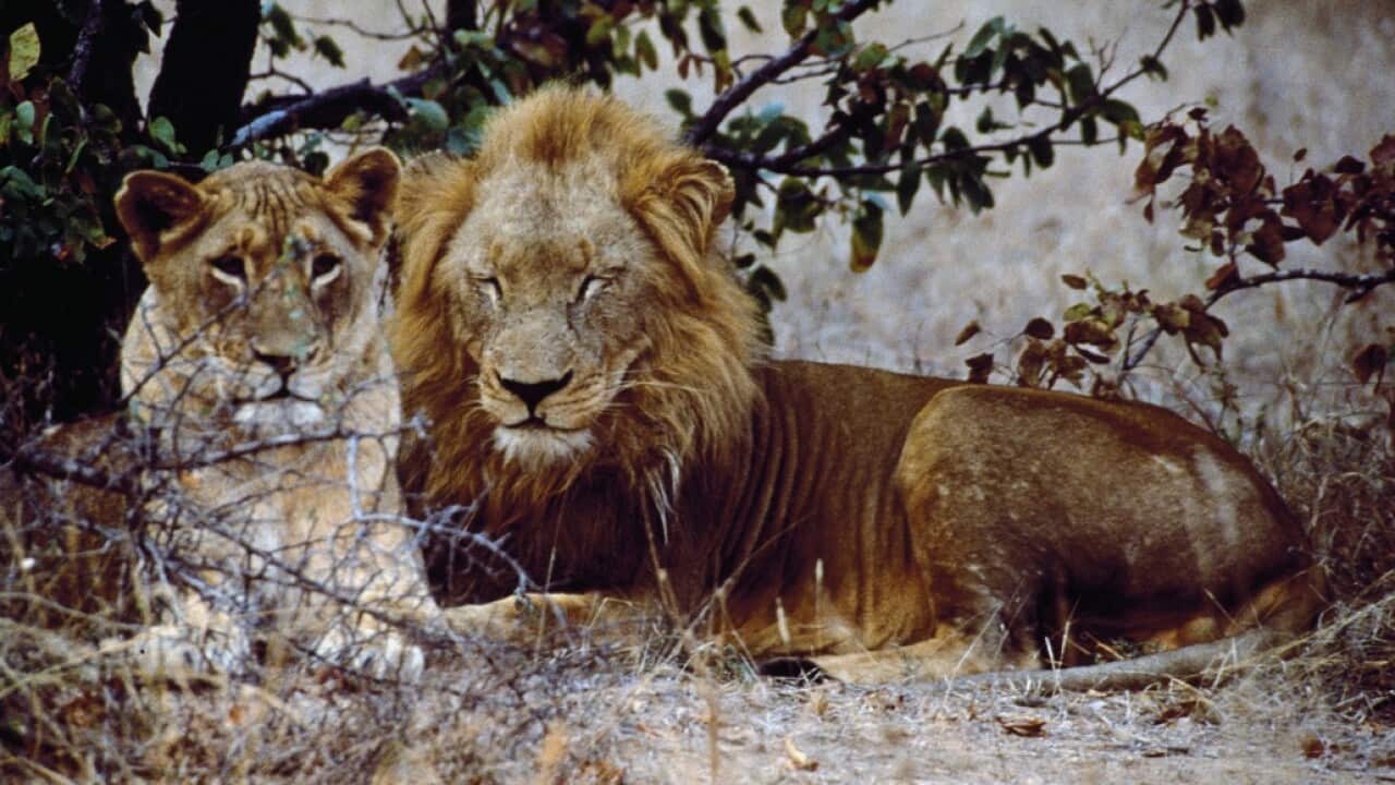 A 22-year-old woman has been mauled to death by a lioness at a South Africa game lodge. Pictured is a file image.