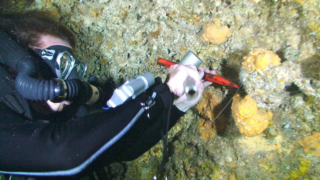 Scuba diver extracting sponge from underwater (Clark Sherman Amos Winter).jpg
