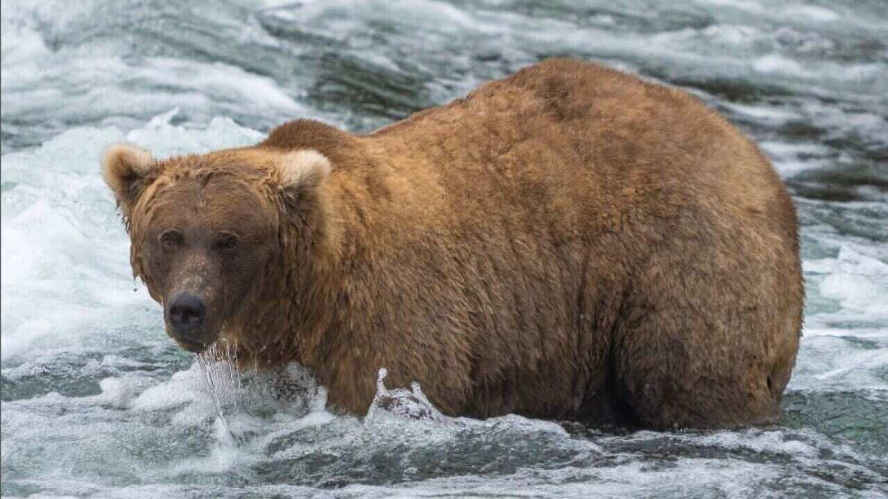 Beauty, grace and ‘so much stuffed salmon in her face’: 128 Grazer wins Fat Bear contest
