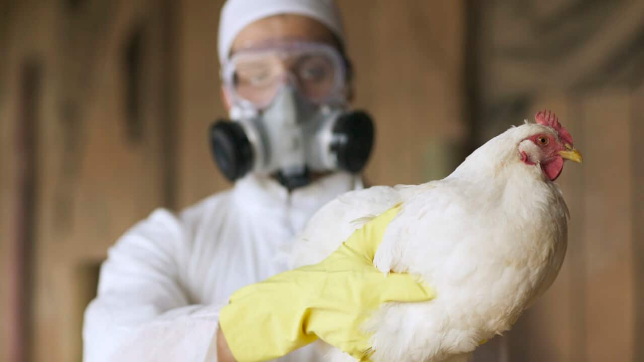A person in a white ptotective suit and gas mask holding a chicken with a gloved hand