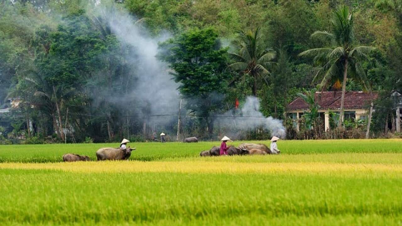 Đồng quê Việt Nam