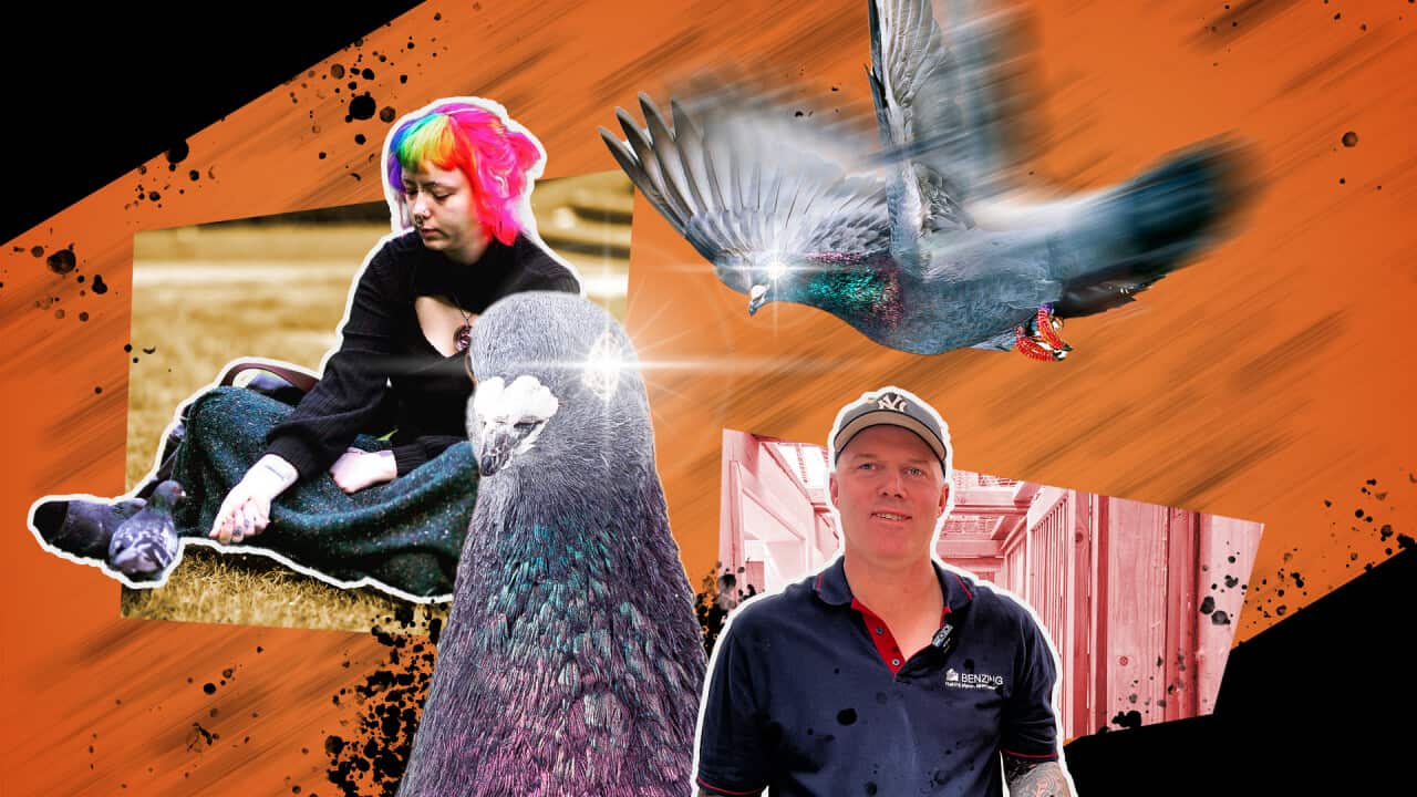 A collage of a woman with coloured hair lying on the grass near a pigeon. There are other cutouts of pigeons. Another photo shows a man smiling.