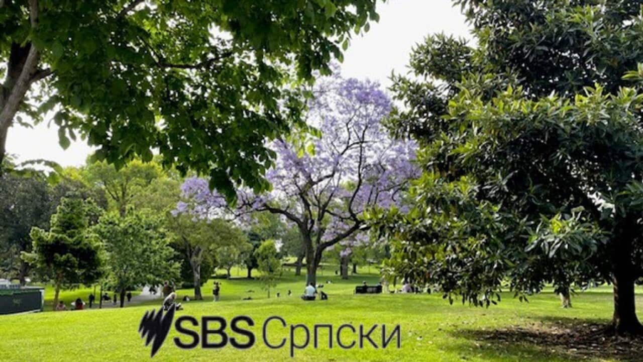 SBS Serbian news