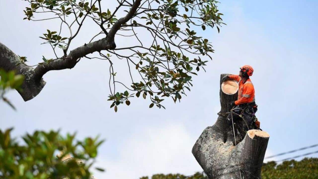 Thợ cắt tỉa cây chuyên nghiệp biết cần làm gì để không bị phạt khi đụng đến cây xanh