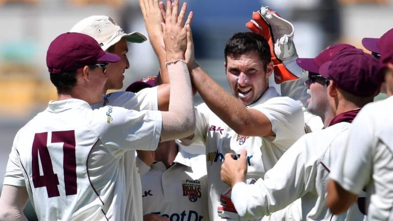 Queensland celebrate wicket against Tasmania