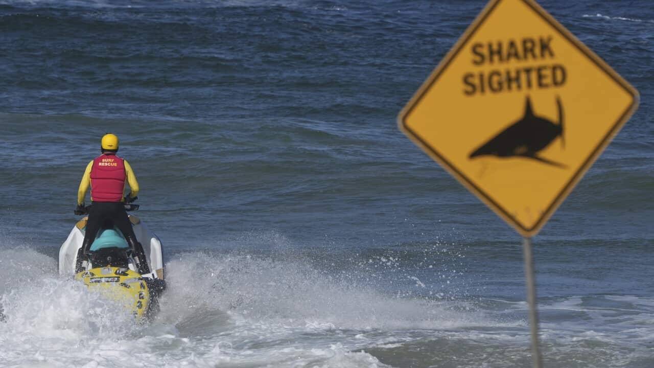 Australia Shark Attack