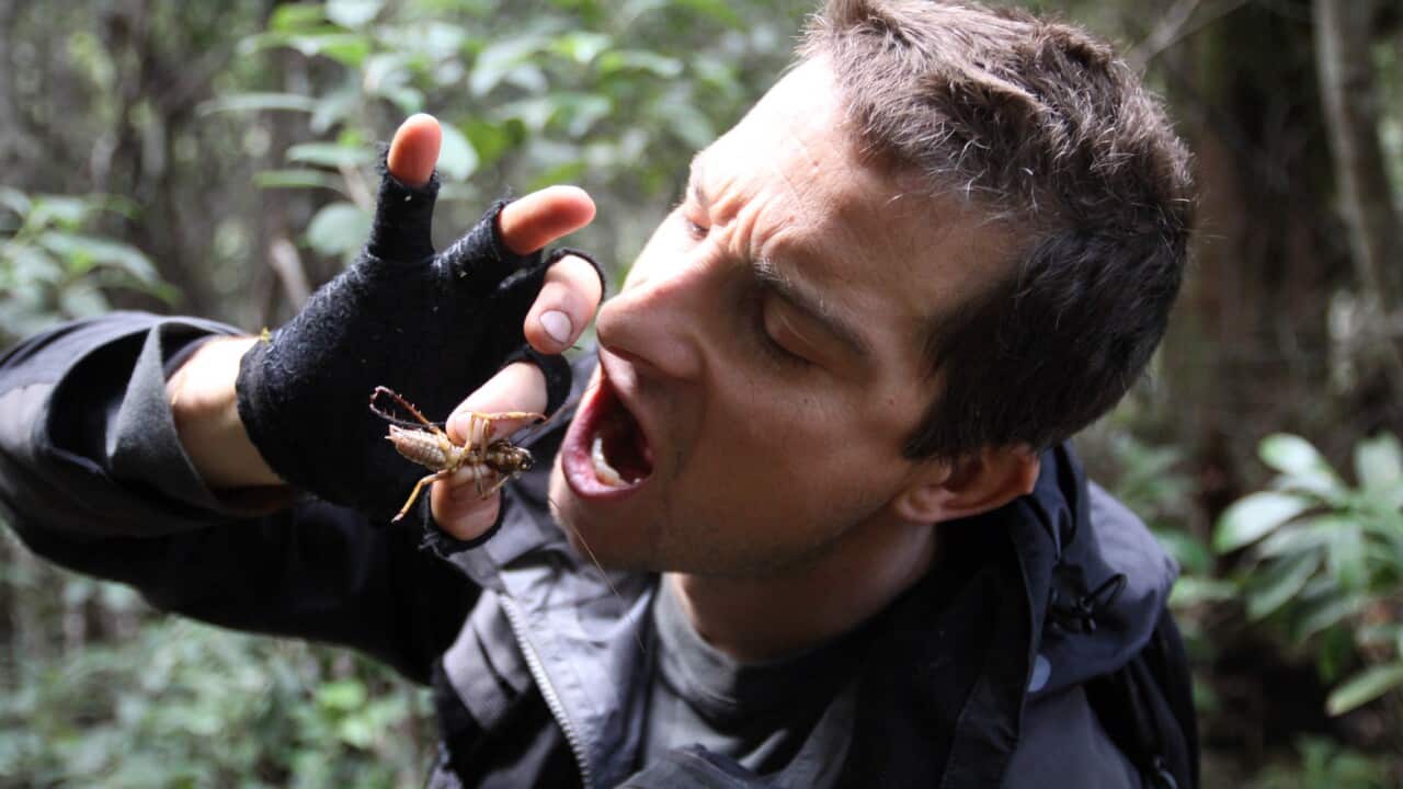 A supplied image obtained Wednesday, Feb. 29, 2012  of Man vs Wild TV show presenter Bear Grylls eating a weta in New Zealand in July, 2009. (AAP Image/Discovery) NO ARCHIVING, EDITORIAL USE ONLY