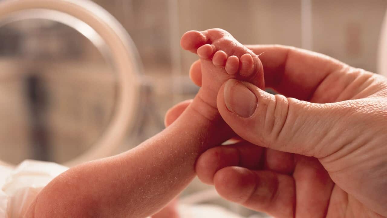 small premature baby lies in an incubator a grown hand reaches in grasping the foot in caring manner