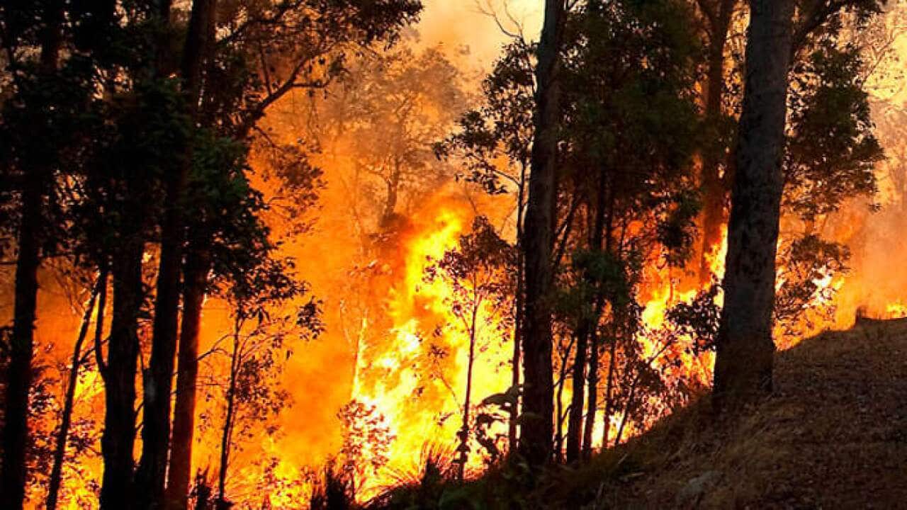 Tasmania Bush Fire 