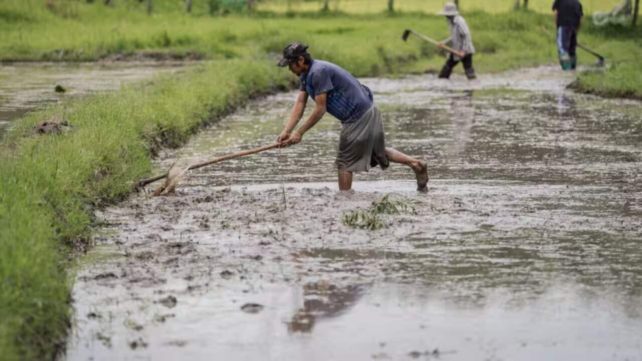 Farmers seen tilling muddy rice fields by hand during monsoon season.jpg