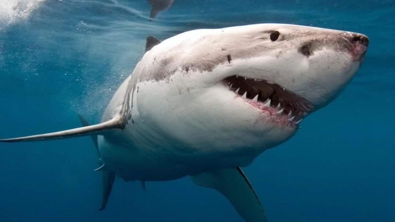 AUn surfista australiano salva a su esposa de las fauces de un tiburón a golpes