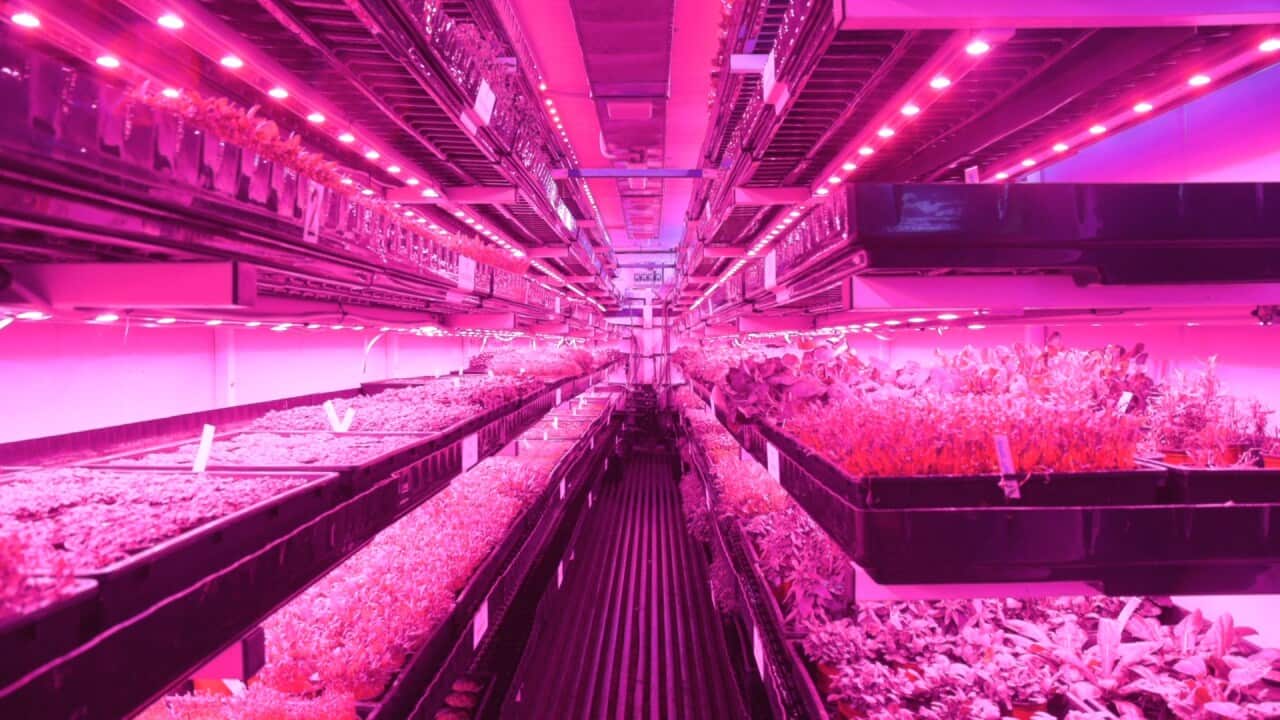 LED lighting in Sprout Stack's hydroponic farming container