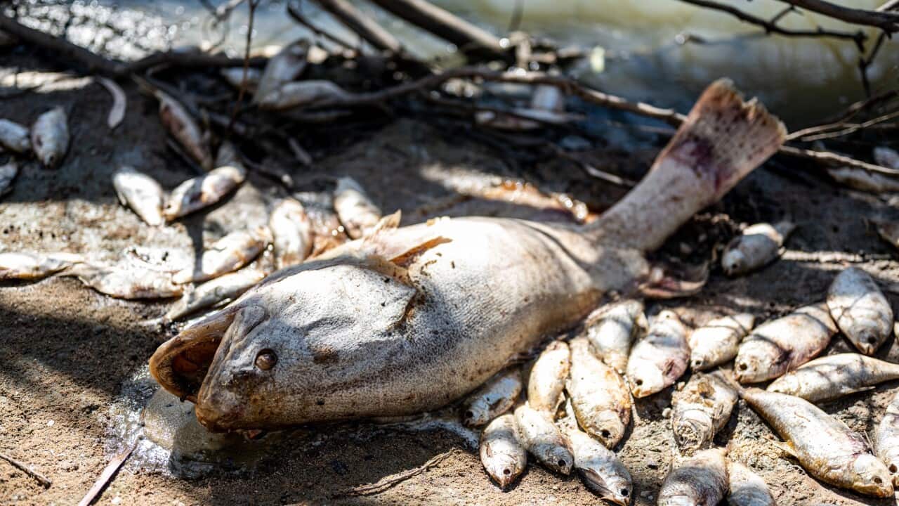 NSW MENINDEE MASS FISH KILLS