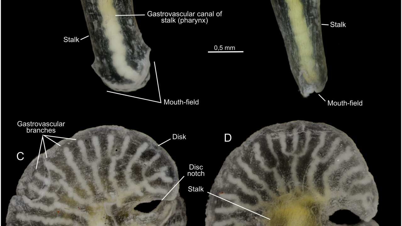 'Alien species' Dendrogramma, New Genus, with Two New Non-Bilaterian Species found off Southeastern Australia.