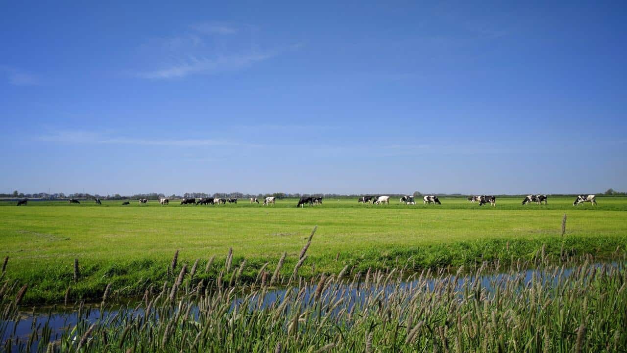 The_Dutch_Landscape