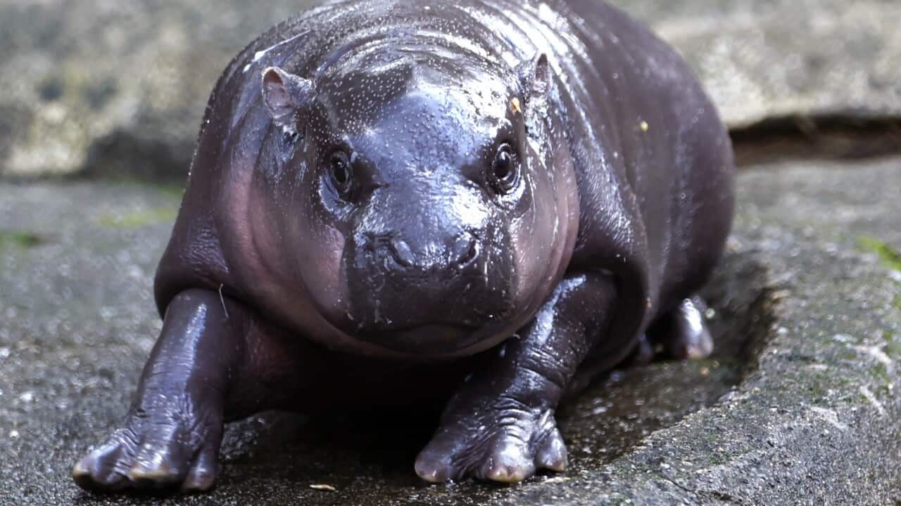 Harris or Trump? Moo Deng the baby hippo has made her pick for US president Harris or Trump? Moo Deng the baby hippo has made her pick for US president