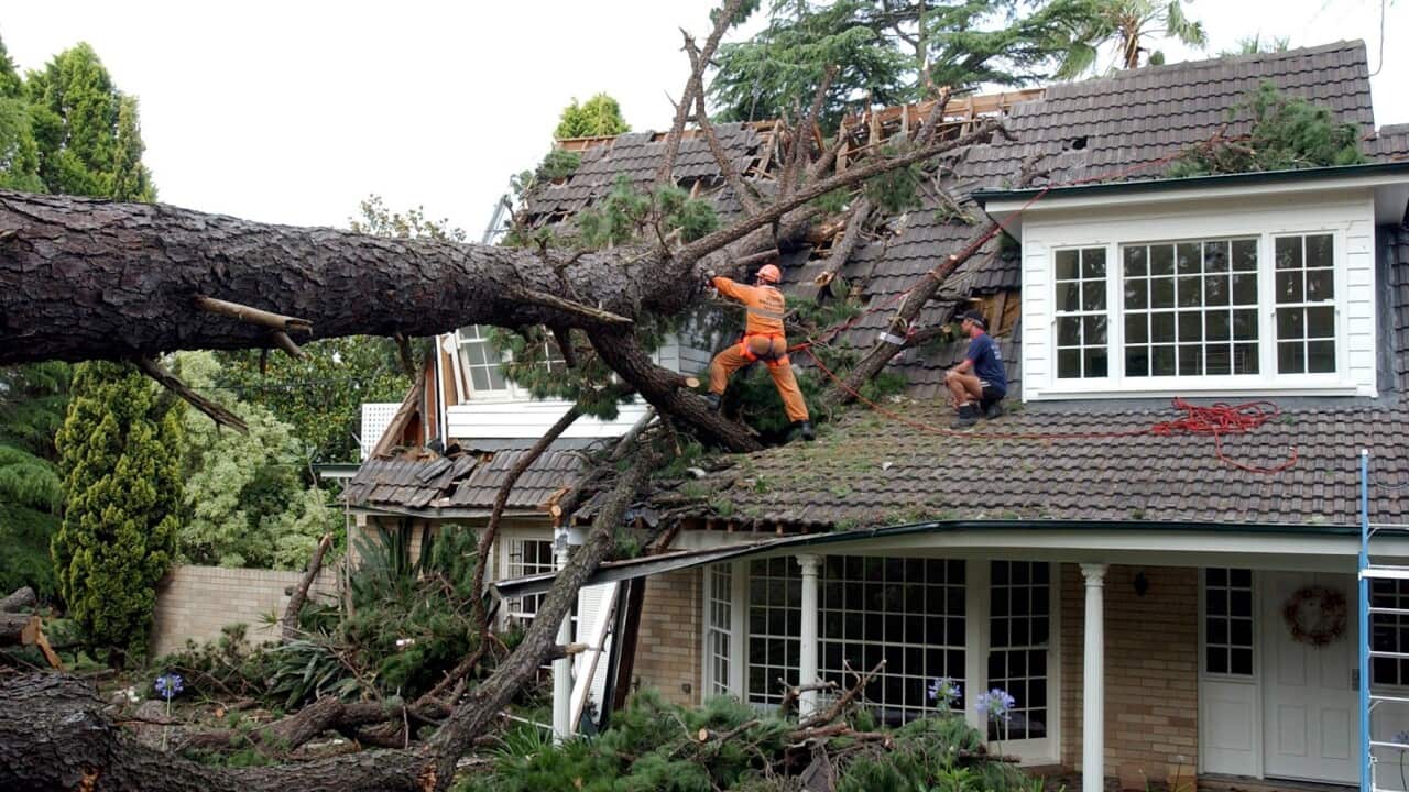 SES workers try to remove an enormous tree out of the top storey of a house in Wahroonga in Sydney, on December 4, 2001.
