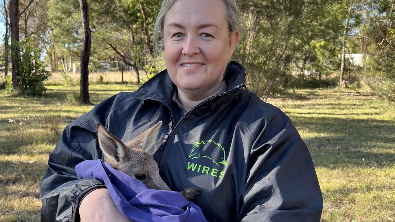 Wael laef veterinarian Dr Tania Bishop - WIRES.jpg