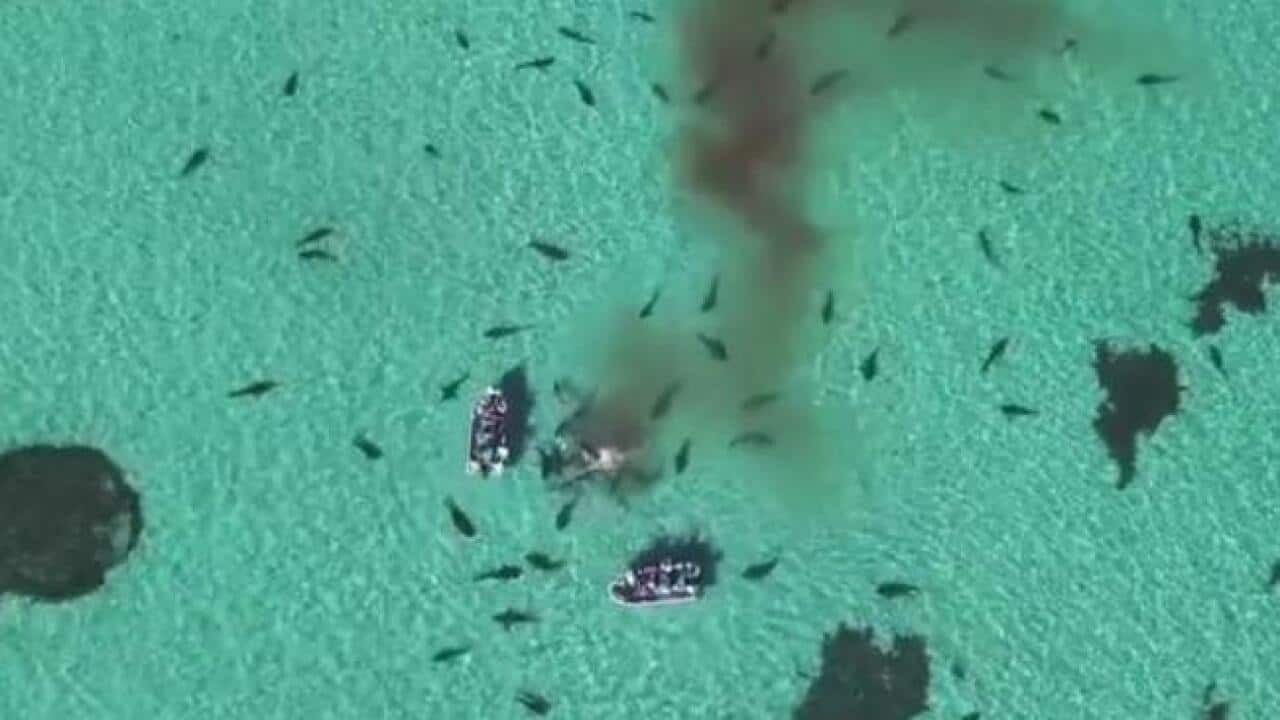 Aerial shot of the sharks feeding. (Facebook)