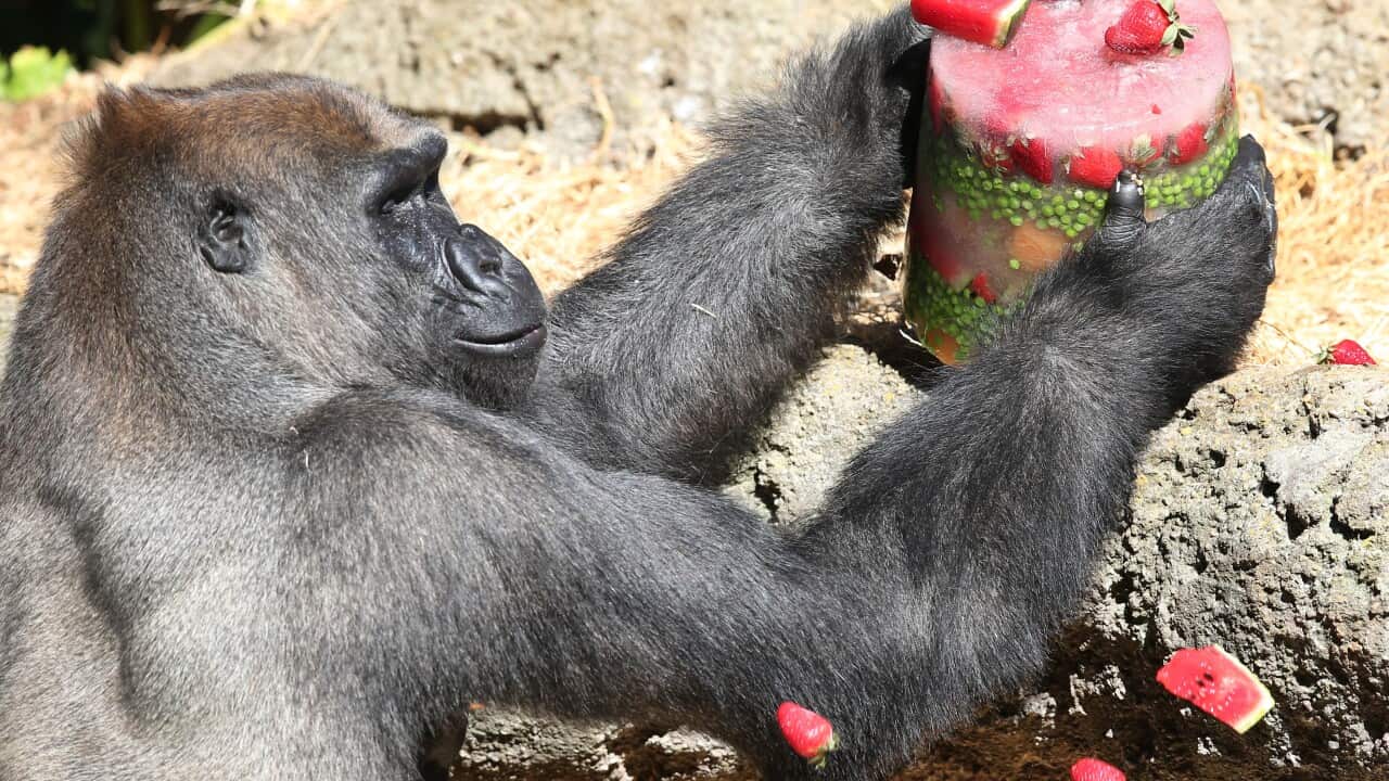 Melbourne Zoo's gorilla program turns 25