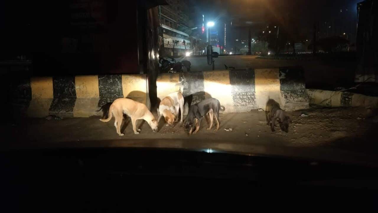 People helping animals