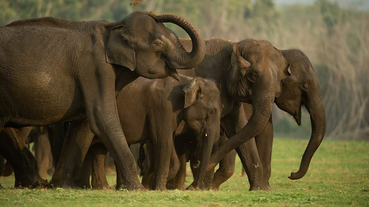 David Attenborough: India's Wild Eden