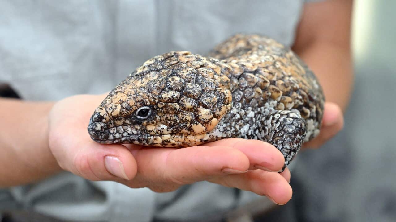 TANYA PLIBERSEK ILLEGAL WILDLIFE TRADE