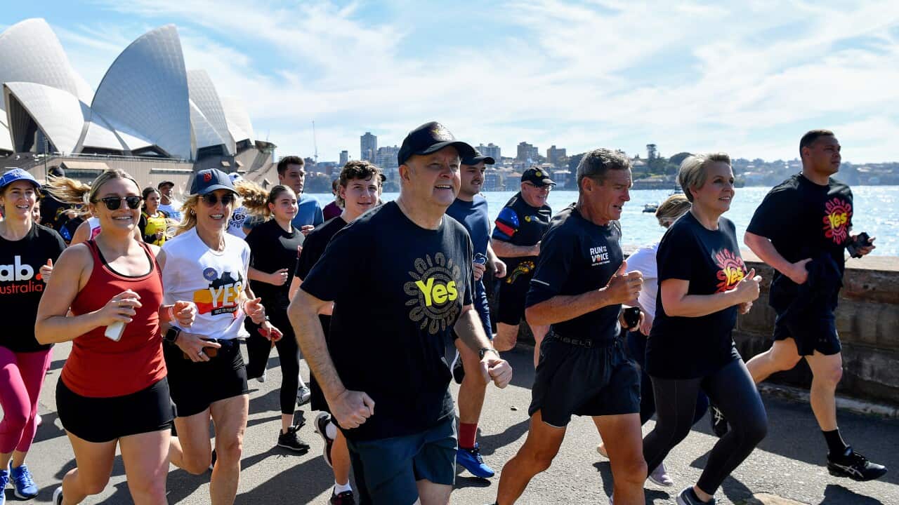 ANTHONY ALBANESE RUN FOR THE YES