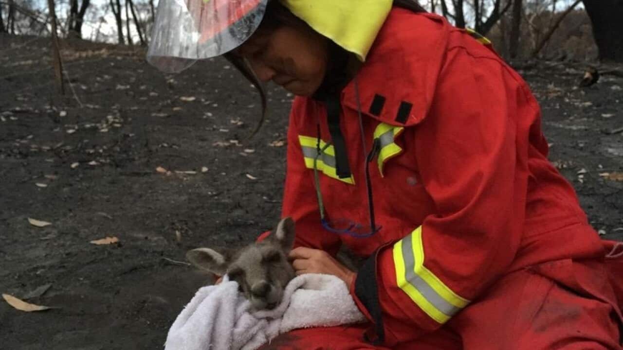 墨爾本獸醫師王友愛與義工團隊山火中拯救受傷野生動物。