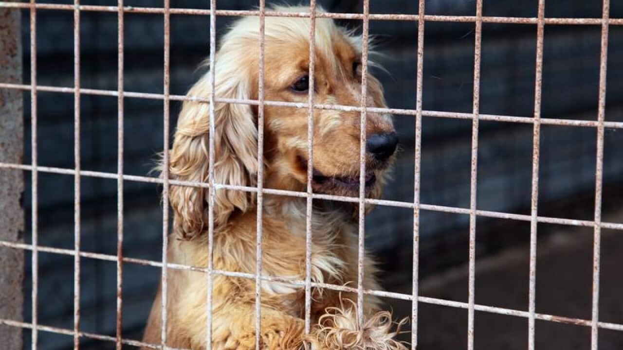 A puppy seized from an illegal puppy breeding farm in Victoria.