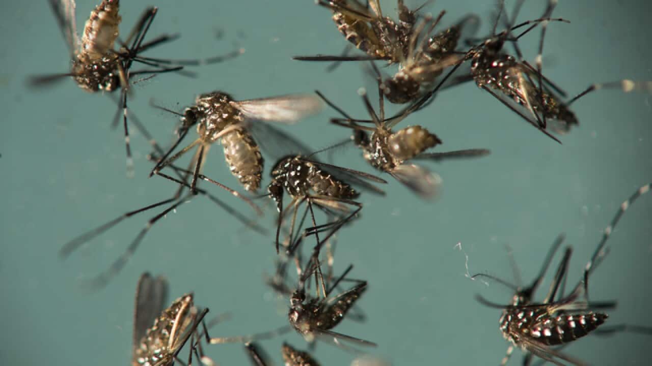 Aedes aegypti mosquitoes