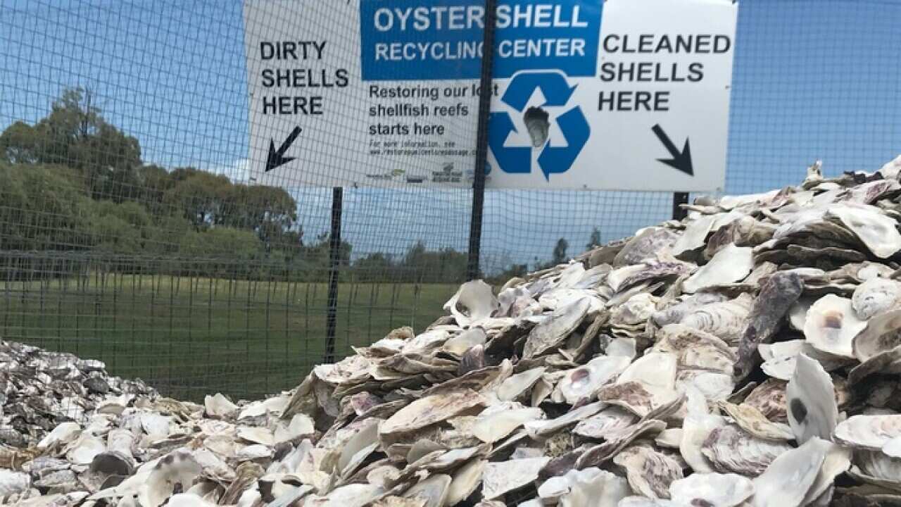 Oyster recycling