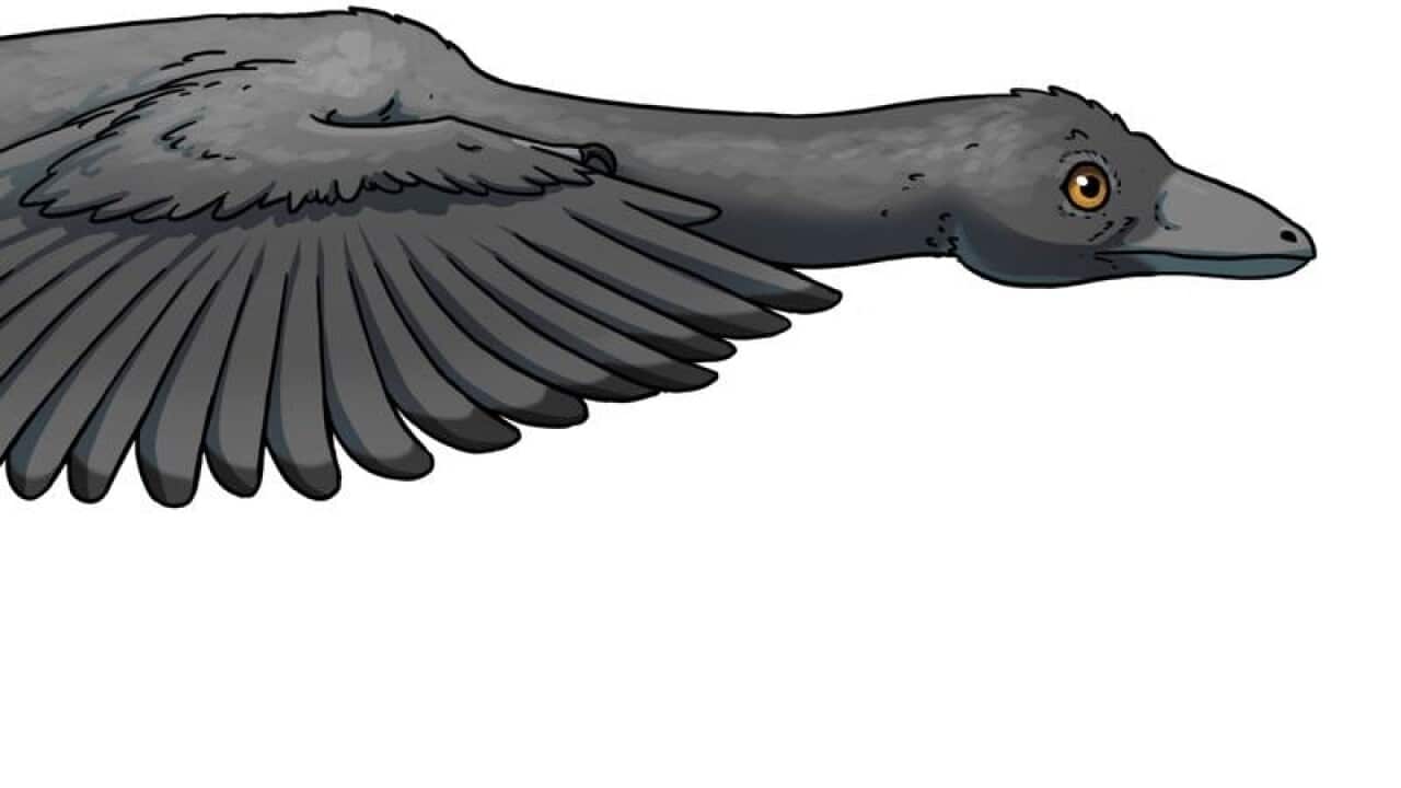 A digital image of an Archaeopteryx.