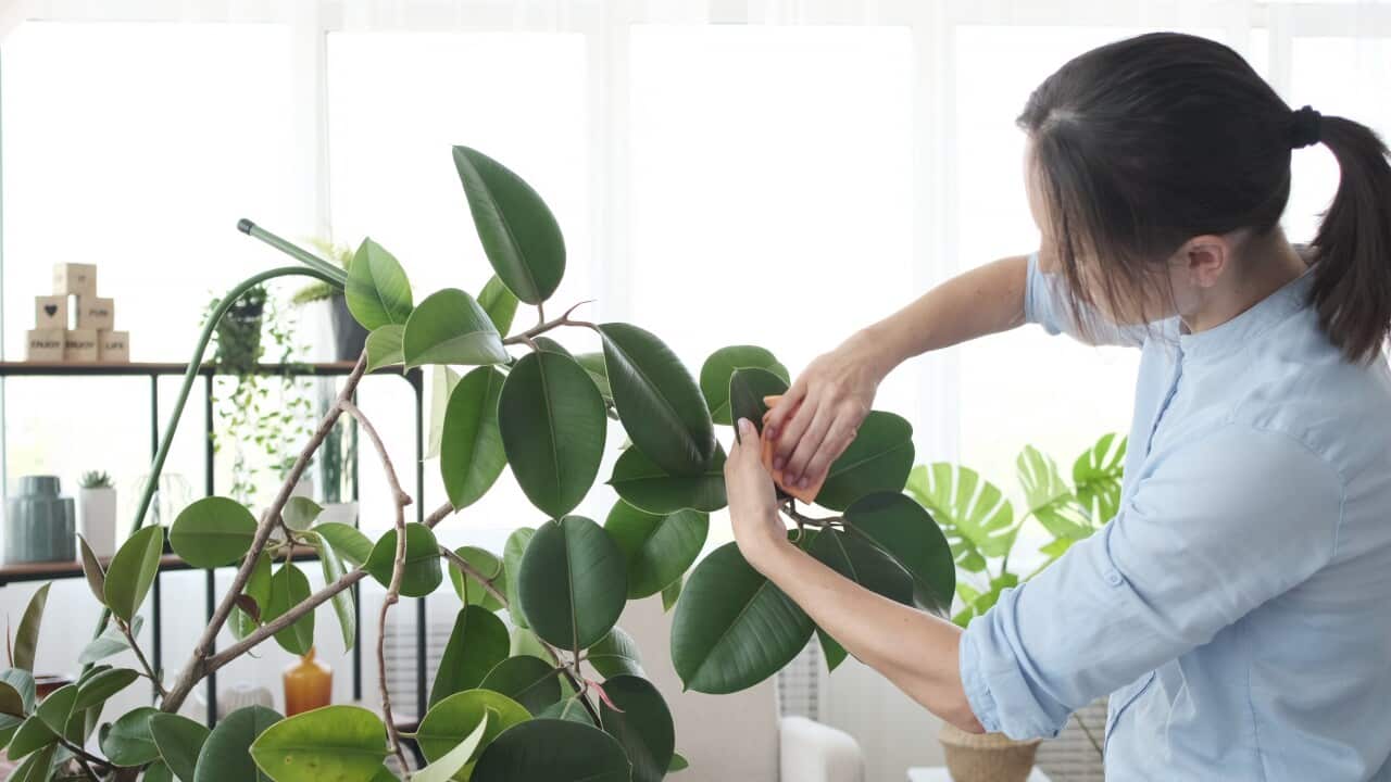 woman-taking-care-of-plants-at-home-SBI-349553516.jpg