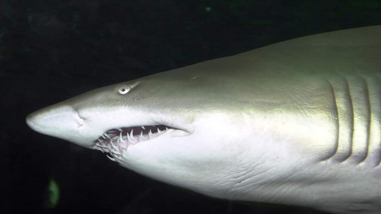 A grey nurse shark