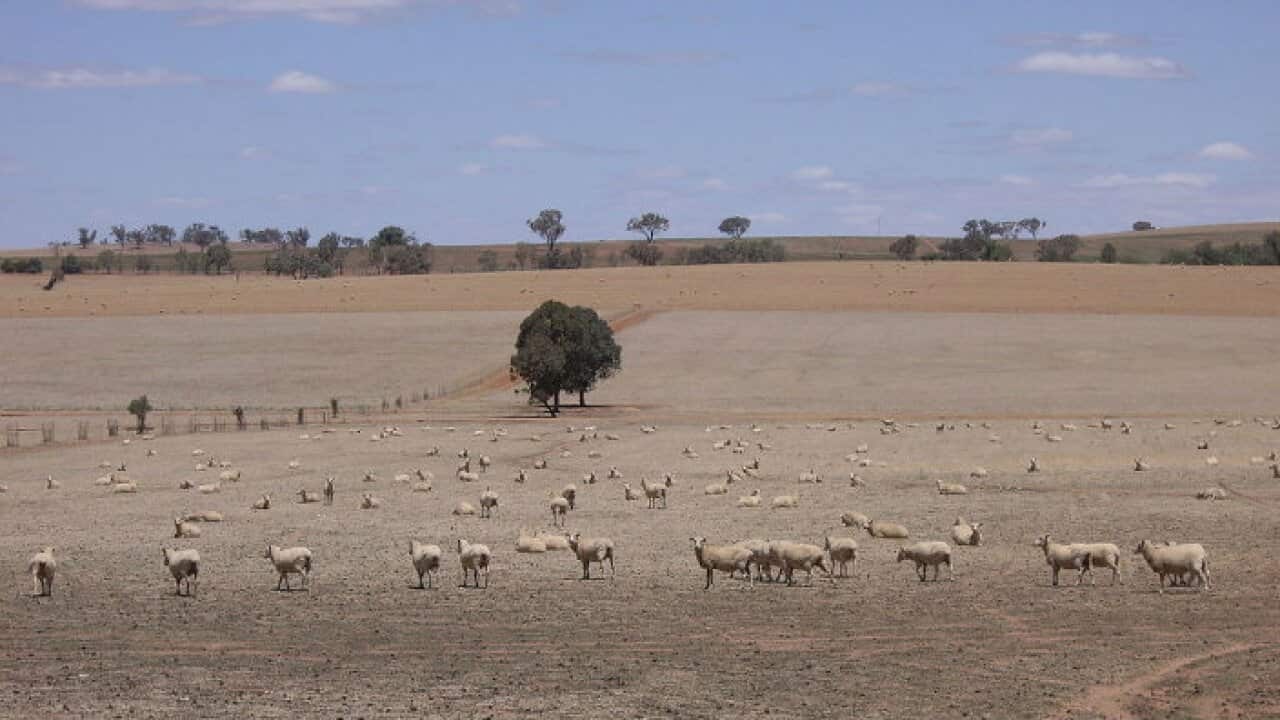Sheep in dry fields in Australia