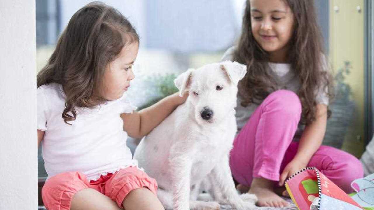 dog, children, family