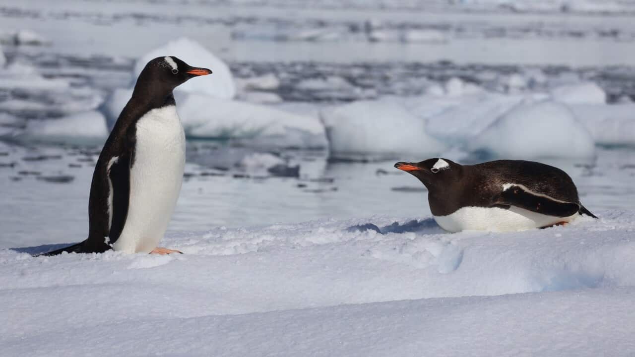 Penguins in Antarctica (Supplied - Adam Mcilrick).jpg