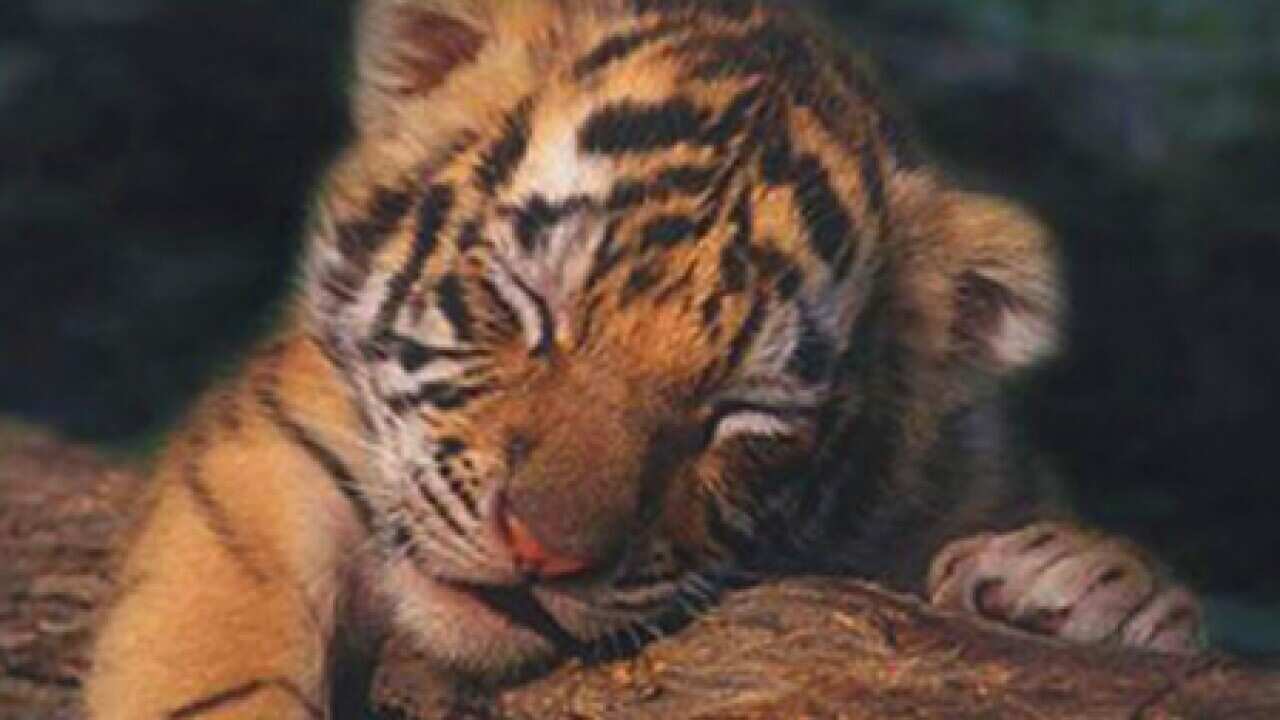 tiger_cub_100209_B_savourtigersdotcom_193057474